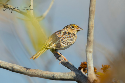 Grasshopper Sparrow