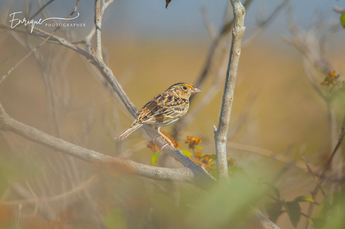 Grasshopper Sparrow