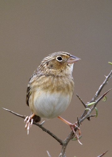 Grasshopper Sparrow