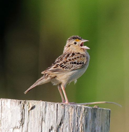 Grasshopper Sparrow