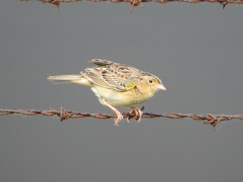 Grasshopper Sparrow