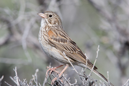 Vesper Sparrow