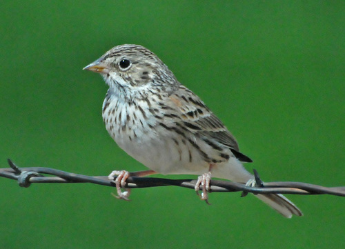 Vesper Sparrow