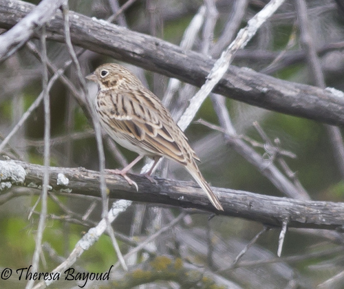 Vesper Sparrow