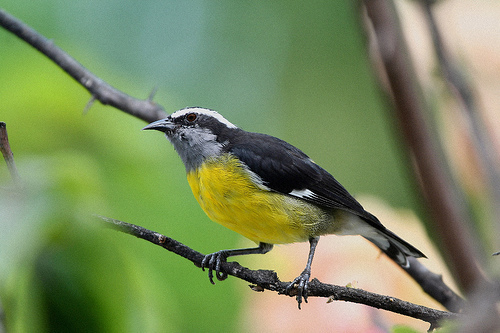 Bananaquit