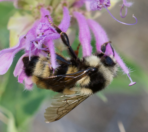 Vancouver Bumble Bee
