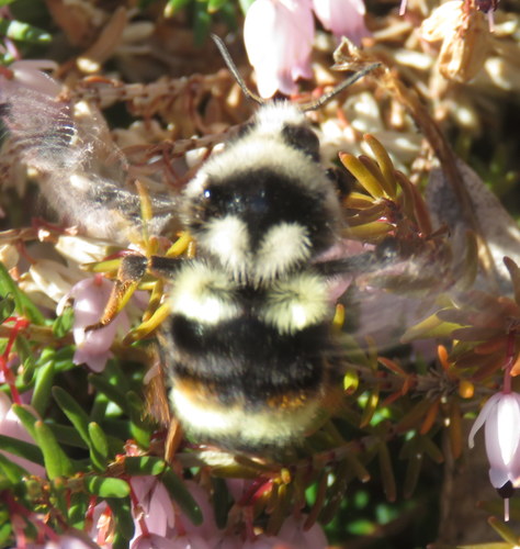 Vancouver Bumble Bee