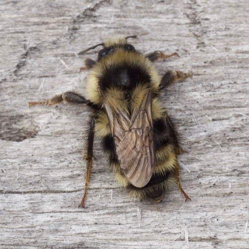 Vancouver Bumble Bee