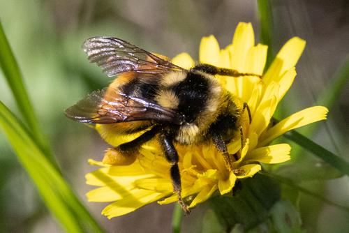 Vancouver Bumble Bee