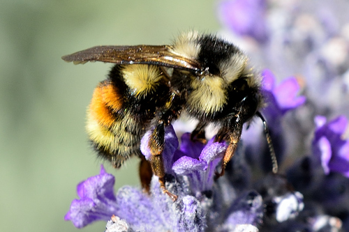 Vancouver Bumble Bee