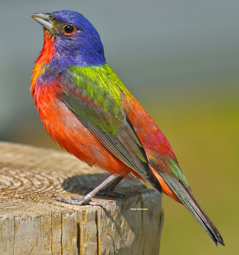 Painted Bunting