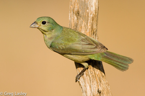 Painted Bunting