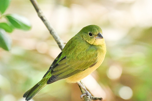 Painted Bunting