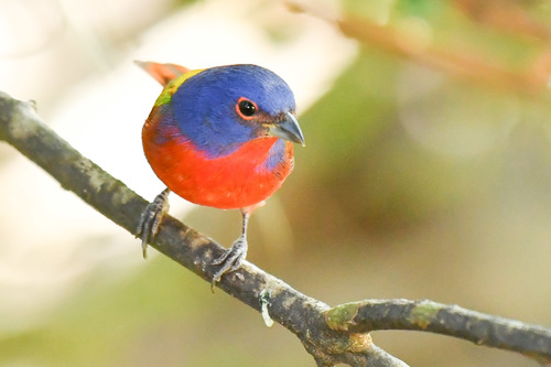 Painted Bunting