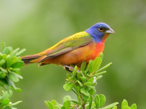 Painted Bunting