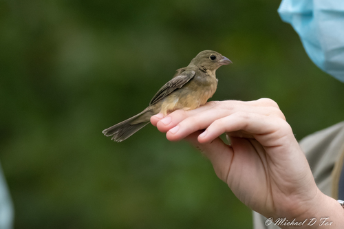 Painted Bunting