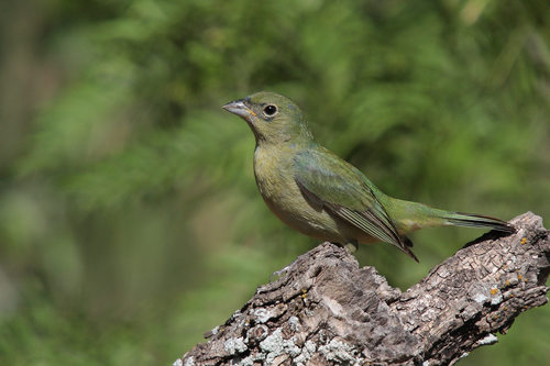 Painted Bunting