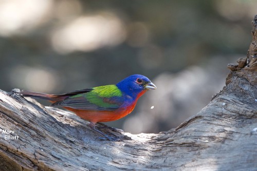 Painted Bunting