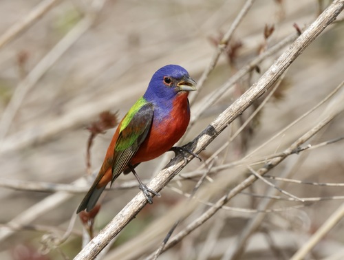 Painted Bunting