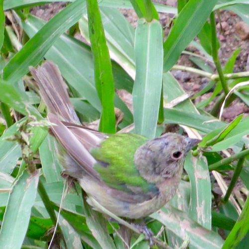 Painted Bunting