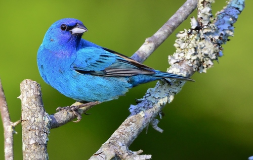 Indigo Bunting