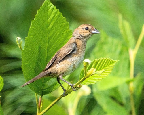 Indigo Bunting