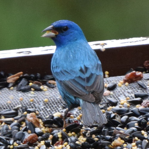 Indigo Bunting