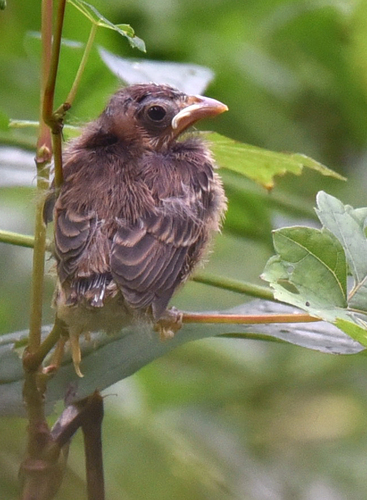 Indigo Bunting