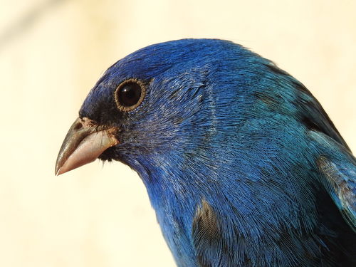 Indigo Bunting