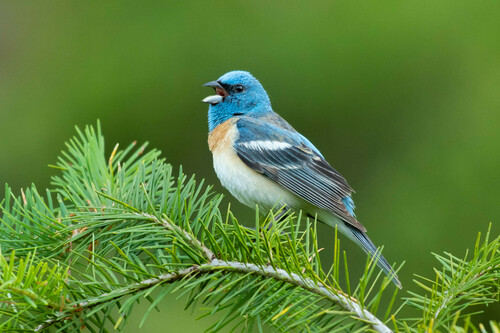 Lazuli Bunting