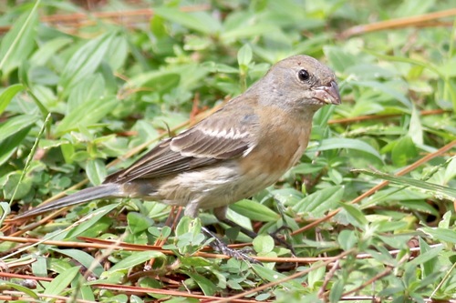 Lazuli Bunting