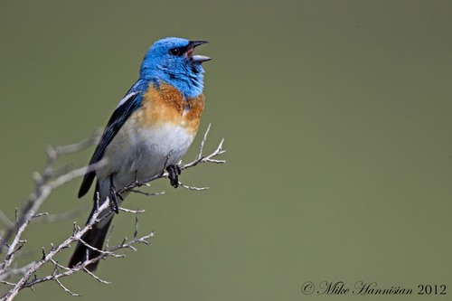 Lazuli Bunting