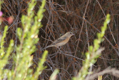 Lazuli Bunting