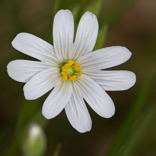 greater stitchwort