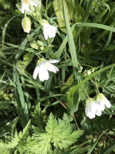 greater stitchwort
