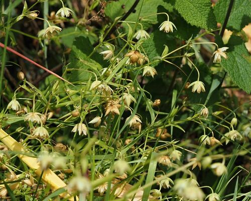 greater stitchwort