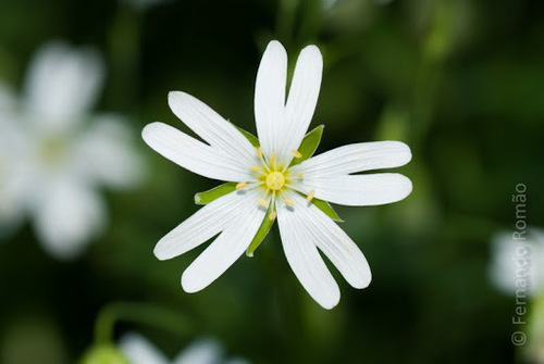 greater stitchwort