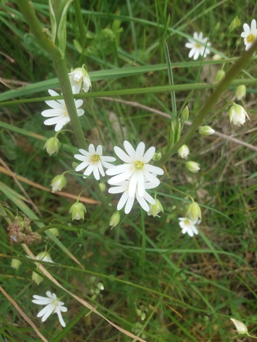 greater stitchwort