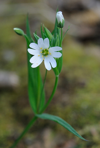 greater stitchwort