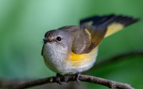 American Redstart