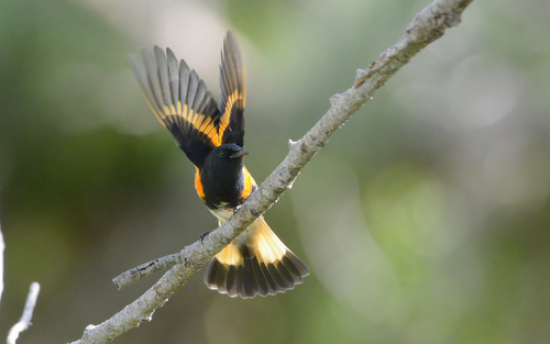American Redstart