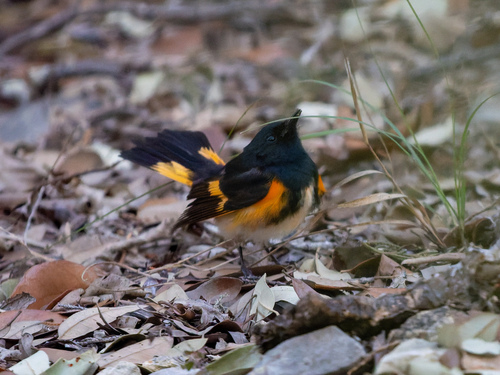 American Redstart