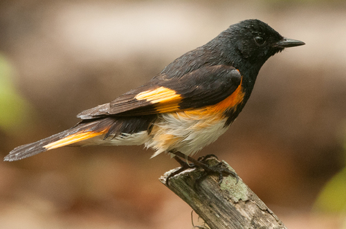 American Redstart