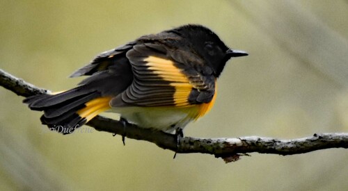 American Redstart