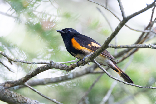 American Redstart