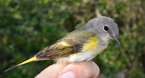 American Redstart