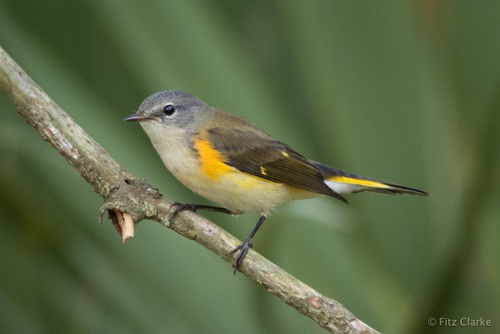 American Redstart