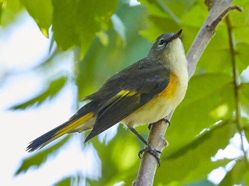 American Redstart