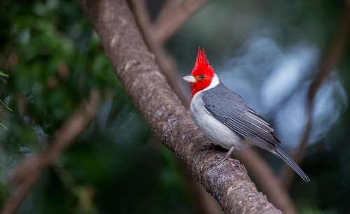 Red-crested Cardinal