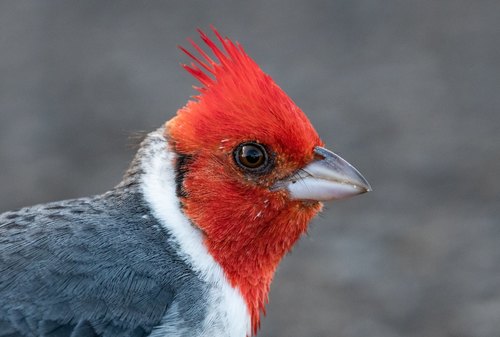 Red-crested Cardinal